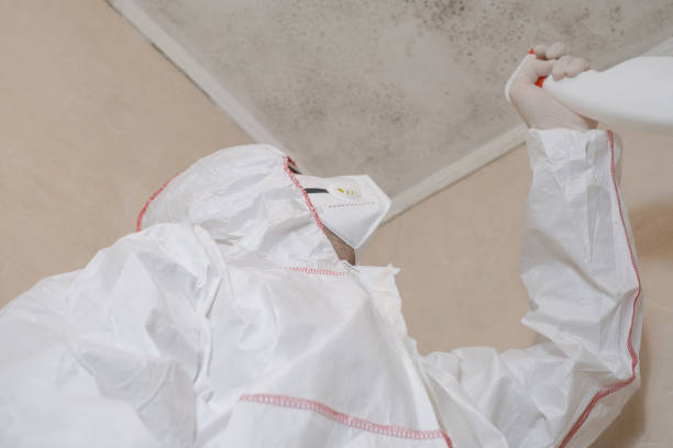 Best Commercial Mold Remediation in Davenport, IA