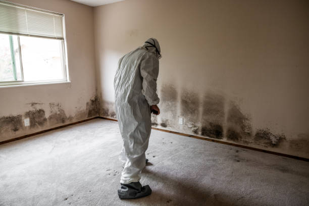 Trusted Davenport, IA Mold Remediation Experts